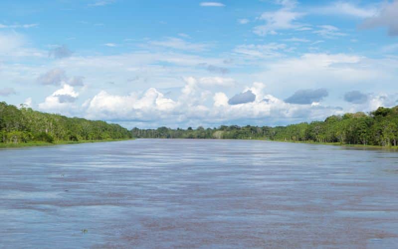 The amazon river