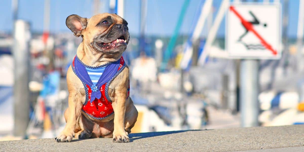 French Bulldog in sailor outfit