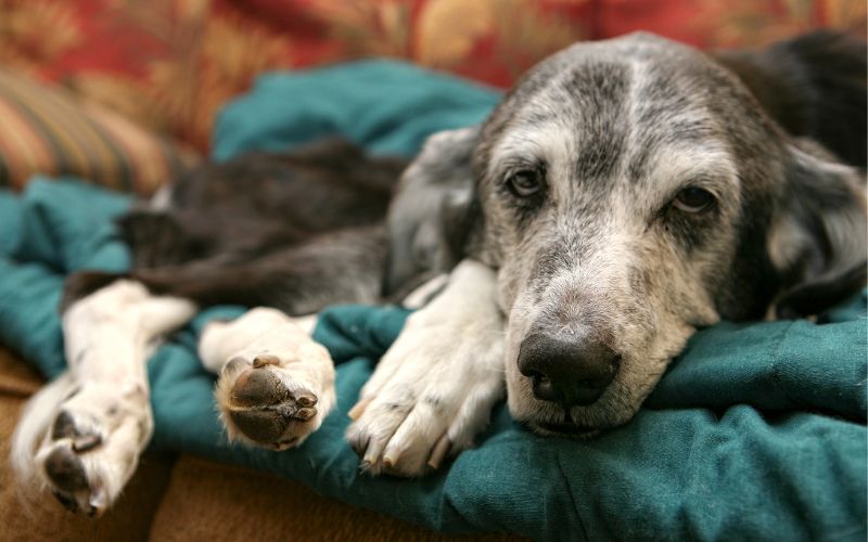 A senior dog with a wise expression, lying on a turquoise cushion with a backdrop of a warm-patterned sofa, capturing a moment of rest and the care needed for an aging pet's comfort.